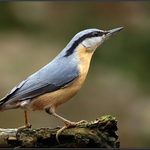 Brhlík lesní (Sitta europaea)