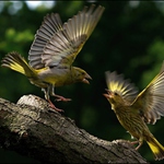 Souboj zvonků zelených