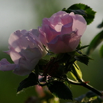 šípková