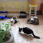 Massive Attack baštíme