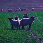 vovce...., chápete to?