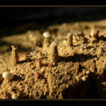 Písečné stožáry