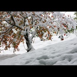 malá zimní předehra