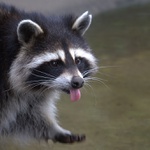 Racoon,,,