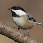 Chickadee,,