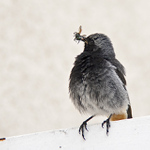 muška jenom zlatá... :)