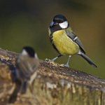 co bys rád mrňousku...