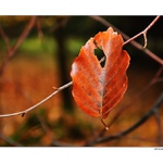 ... Kouzlo podzimu ...