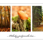 ... Příhody z podzimního lesa ...