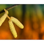 ... Z lesní cesty ...