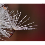 ... Zmoklý padáček ...