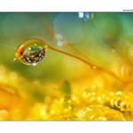 ... V zajetí rosy ...