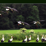 Komise pro bezpečnost letového provozu