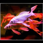 Japan akvarium