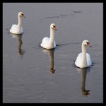 Tři labutě do latě