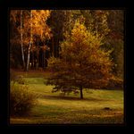 ***STROM V PODZIMNÍM KABÁTKU***