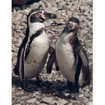 ***VYZNÁNÍ LÁSKY***