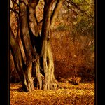 ***SLOŽITOST BYTÍ***