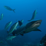 Whitetip & rainbow runners