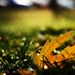 když už máme ten listopad