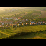 Pavlovské vinohrady