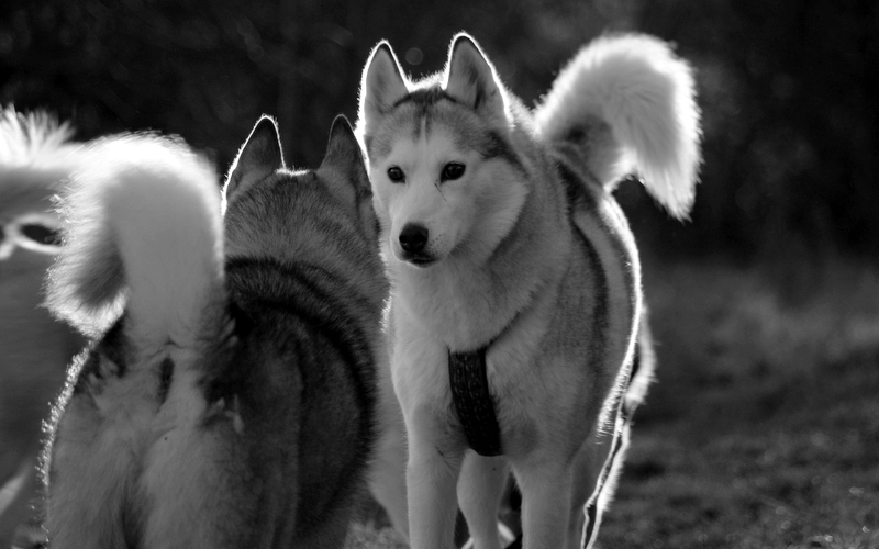 Huskies