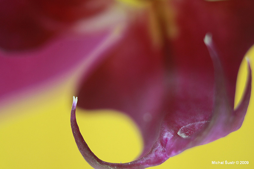 Orchidej