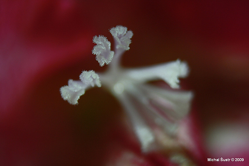 Orchidej II