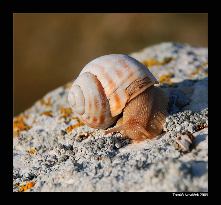Cestovatel