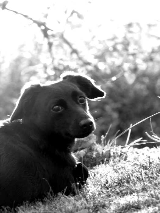 Můj pes má duši...