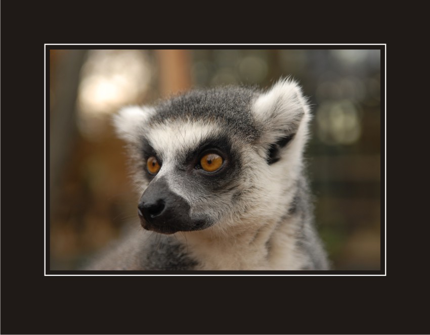 Lemur Kata