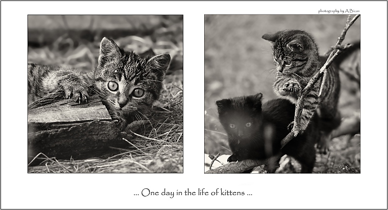 ... One day in the life of kittens ...