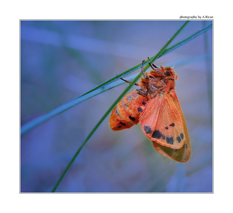 ... Ze světa hmyzu ...