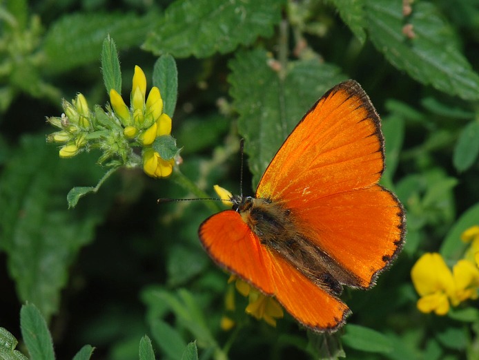 vzpomínka na ohnivé léto