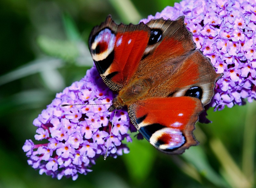 Budlea