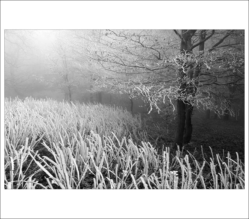 zima na veterlíne IV.