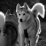 Huskies