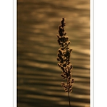 Rybníková nostalgie