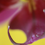 Orchidej