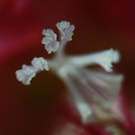 Orchidej II