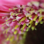Květ