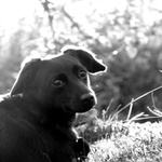 Můj pes má duši...