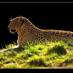 * v ranním slunci *