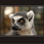 Lemur Kata