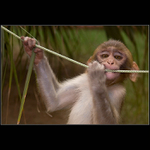 Hlídač červené pevnosti v Agře...