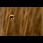 ///O/////////////////