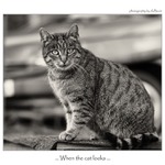 ... When the cat looks ...