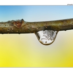 ... Kapka s příchutí ledu ...