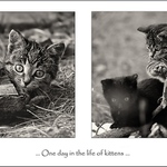 ... One day in the life of kittens ...