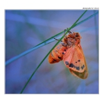 ... Ze světa hmyzu ...